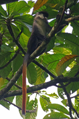 Cercopithecus ascanius