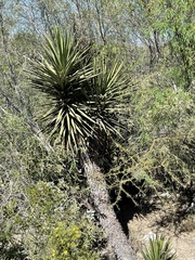 Yucca valida