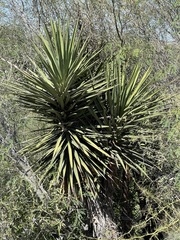 Yucca valida