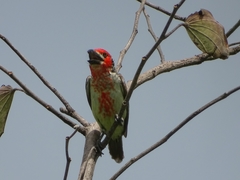 Lybius vieilloti