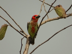 Lybius vieilloti