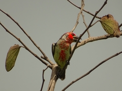 Lybius vieilloti