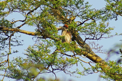 Piliocolobus tephrosceles