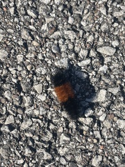 Pyrrharctia isabella