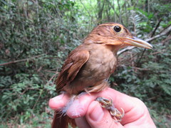 Automolus ochrolaemus