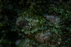 Plagiomnium rostratum