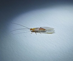 Italochrysa stigmatica