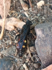 Campsomeris bistrimacula