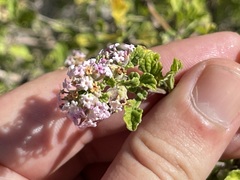 Lippia palmeri