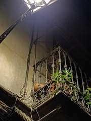 Kalanchoe × houghtonii