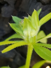 Dasineura aparines