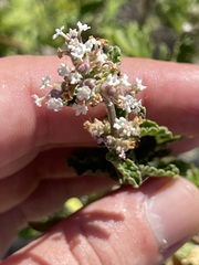 Lippia palmeri