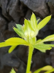 Dasineura aparines