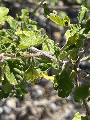 Lippia palmeri