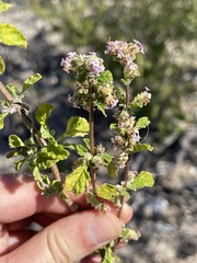 Lippia palmeri