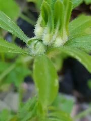 Dasineura aparines