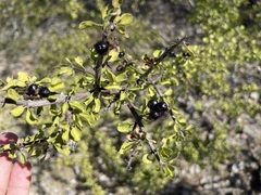 Citharexylum flabellifolium