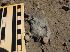 Peromyscus gratus