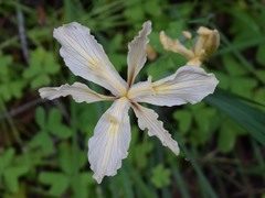 Iris fernaldii