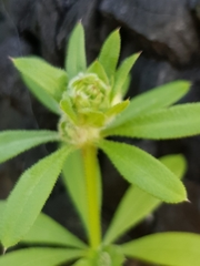 Dasineura aparines