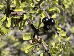 Citharexylum flabellifolium