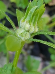Dasineura aparines