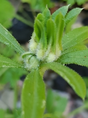 Dasineura aparines