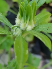 Dasineura aparines