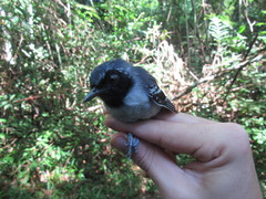 Myrmoborus myotherinus