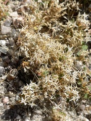 Cuscuta leptantha