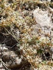 Cuscuta leptantha