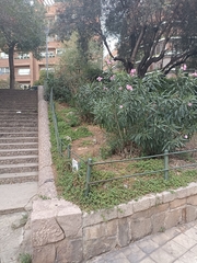 Mesembryanthemum cordifolium