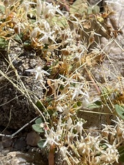 Cuscuta leptantha