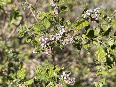 Lippia palmeri