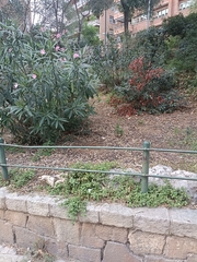 Mesembryanthemum cordifolium