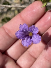 Ruellia californica peninsularis