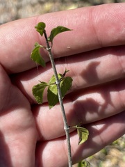 Ruellia californica peninsularis