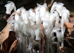 Monotropa uniflora