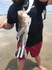 Astroscopus y-graecum