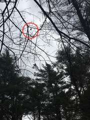 Poecile atricapillus