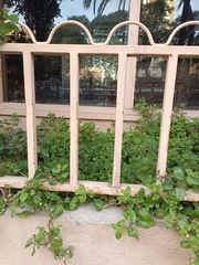 Mesembryanthemum cordifolium