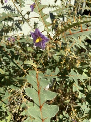 Rochelle Davis, CC BY, iNaturalist via GBIF Solanum pyracanthos, photograph Rochelle Davis, CC BY, iNaturalist via GBIF