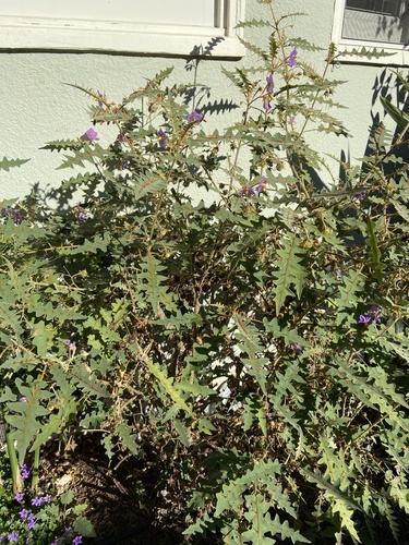 Solanum pyracanthos, photograph 4