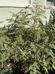 Rochelle Davis, CC BY, iNaturalist via GBIF Solanum pyracanthos, photograph Rochelle Davis, CC BY, iNaturalist via GBIF