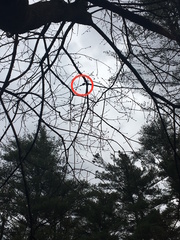 Poecile atricapillus