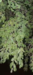 Ziziphus jujuba