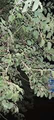Ziziphus jujuba