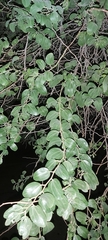 Ziziphus jujuba