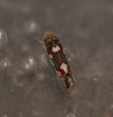 Erythroneura elegans