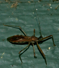 Rocconota annulicornis